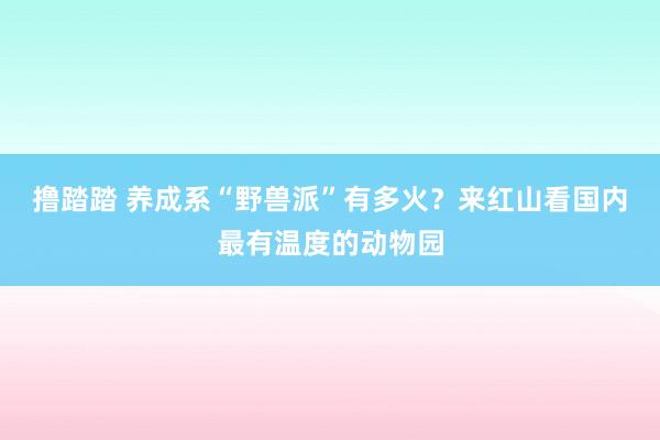 撸踏踏 养成系“野兽派”有多火？来红山看国内最有温度的动物园