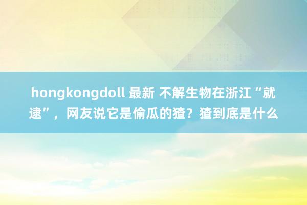 hongkongdoll 最新 不解生物在浙江“就逮”，网友说它是偷瓜的猹？猹到底是什么